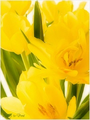 Leinwandbild mit gelben Tulpen vor wei�em Hintergrund