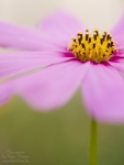 Leinwandbild mit rosa Cosmosbl�te