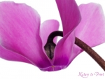 Wenn die H�llen langsam fallen. Ein Cyclamen-Blumenbild