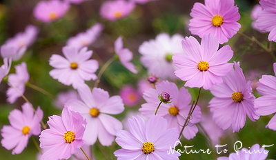 Fototapete mit Cosmea in Pink und Rosa Fototapete mit Cosmosblüten im Garten in Rosa und Pink