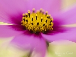 Blumenbild mit verwehter Cosmosbl�te in Pink