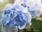 Blumenbild mit blaue Hortensie Everbloom