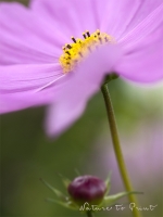 Blumenbild Cosmosbl�te als Leinwandbild oder Kunstdruck im Echtholzrahmen