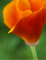 Kunstdrucke und Leinwandbilder im Wunschformat mit Kalifornischer Goldmohn 