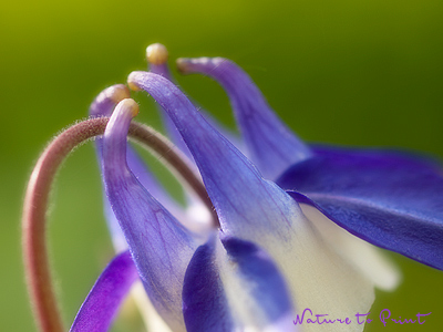 Blumenbild blau-weisse Akelei