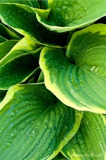 Gr�ne Bl�tter der Hosta als Leinwandbild oder Fototapete