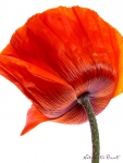 Blumenbild T�rkischer Mohn vor wei�em Hintergrund