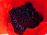 t�rkischer Mohn mit schwarzer Mitte
