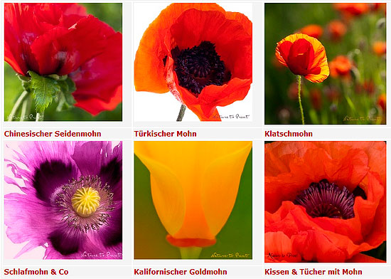 Schöne Mohnbilder auf Leinwand, als Kunstdruck oder Fototapete Mohnbilder in vielen Variationen, Arten und Farben in der Blumenbilder-Galerie Nature to Print