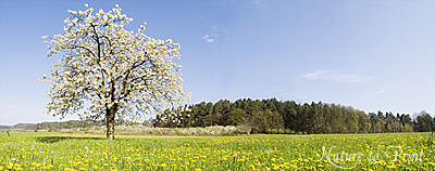 Fototapete bl�hender Kirschbaum in L�wenzahnwiese