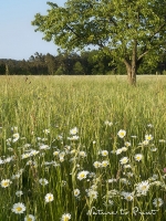 Fototapete mit Margariten in der Wiese und Kirschbaum