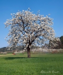 Blühender Kirschbaum in Franken