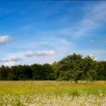 Kirschbaum auf der Pusteblumenwiese