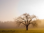 Kirschbaum im goldenen Morgenlicht