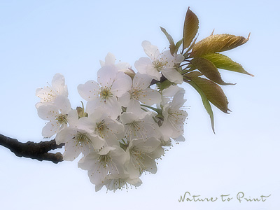 Blumenbild S��e Verhei�ung als Leinwandbild oder Kunstdruck bei Nature to Print im Wunschformat bestellen