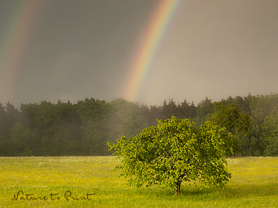 Kirschbaum unterm Regenbogen
