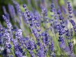Blauer Lavendel als Leinwandbild, Kunstdruck oder ma�geschneiderte Fototapete bestellen