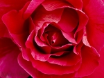 Pinkes Rosenbild Malerrose Guy Savoy als Leinwandbild, Kunstdruck oder Fototapete im Wunschformat