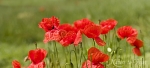 Panoramabild: Klatschmohn auf dem Feld