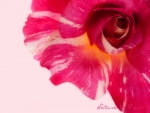 Leinwandbild-Kunstdruck mit Malerrose
