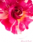 Rosenbild Malerrose mit Candystripes mit wei�em Hintergrund