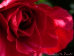 Rosenbild das Versprechen