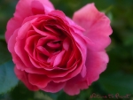 Rosenbild Rosarium Uetersen vor dichten Blätterkleid in Grün