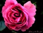 Rosenbild Rosarium Uetersen Dunkel