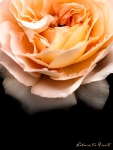 Kontrastreiche Rosenbl�te Sangershausener Jubil�umsrose