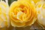 Rosenbilder auf Leinwand mit der gelben Austin Rose Graham Thomas