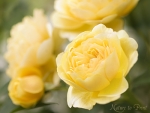 Leinwandbild mir gelben Rosenbl�ten