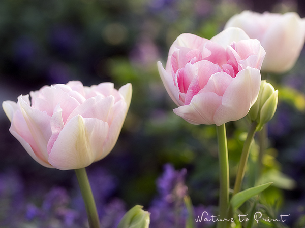 Tulpenbild Romantisches Tulpenbeet mit Tulpe Angelique