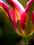 Blumenbild Tulpe mit pinken und gr�nen Streifen