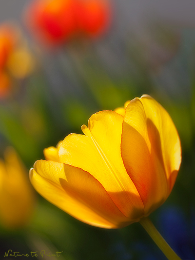 Tulpenbild mit oranger Tulpe vor blauen Traubenhyazinthen