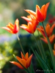 Blumenbild Elegante orange Tulpen mit lilienbl�tigen Bl�ten