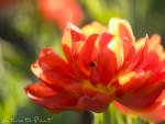 Blumenbild Rote Tulpe, wie gemalt