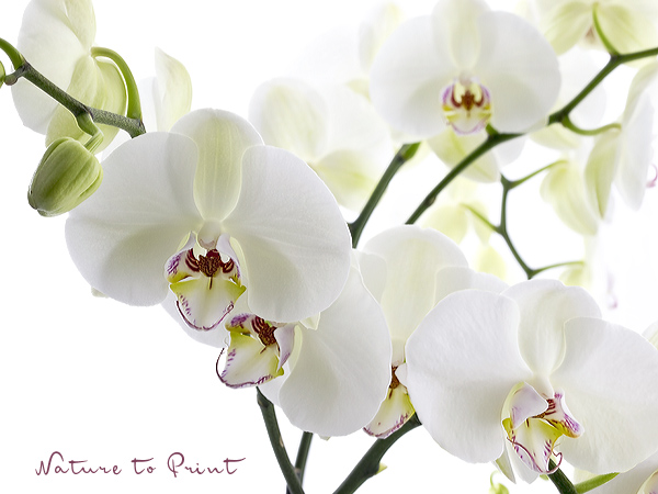Big White Orchid III als Leinwandbild im Gro�format oder Fototapete im Wunschformat