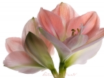 Blumenbild rosa Amaryllis-Bl�ten auf wei�em Hintergrund