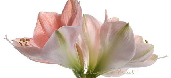 Fototapete rosa Amaryllis Fototapete mit rosa Amaryllisblüten auf weißem Hintergrund