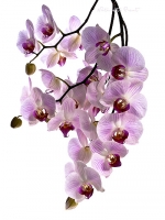 Kunstdruck mit rosa-wei� gestreifter Phalaenopsis Orchidee