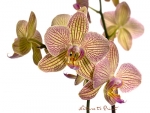 Vanillegelbe Orchidee mit pinken Streifen als Leinwandbild oder Fototapete