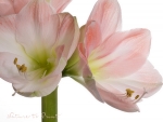 Blumenbild rosa Amaryllis frontal auf wei�em Hintergrund