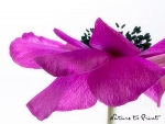 Leinwandbilder und Kunstdrucke mit Blumenbild Anemone vor wei�em Hintergrund