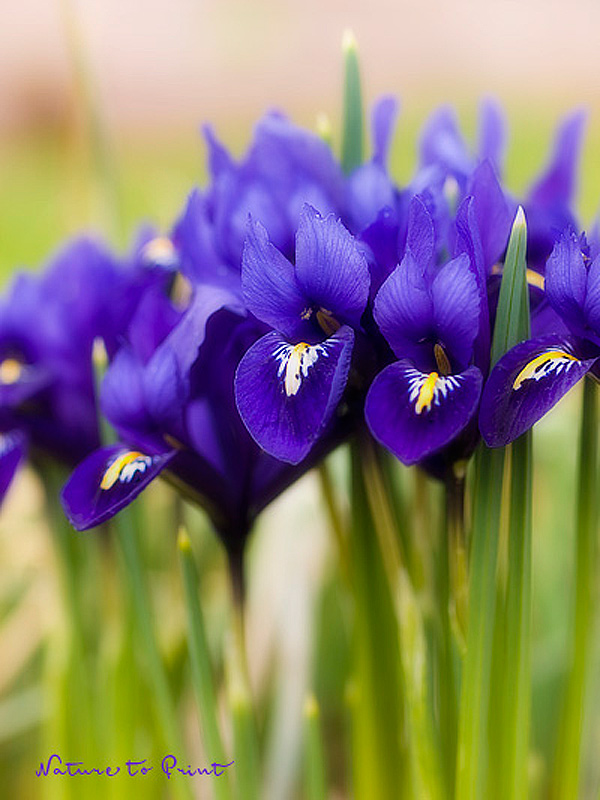 Leinwandbild mit blauen Zwerg-Irisgruppe
