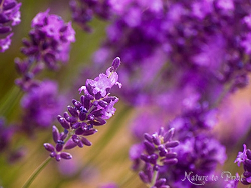 Lila Lavendel im Abendlicht Kunstdruck Lavendel im Abendlicht