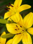 Gelbes Lilienbild auf Leinwand im Keilrahmen