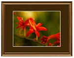 Blumenbild Feurige Bl�ten am Stiel, individuell gerahmt im Bilderrahmen Napoli