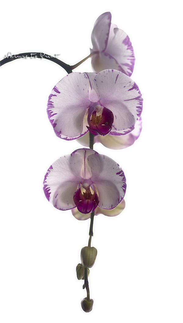 Stoffbanner mit Bl�tenrispe der Orchidee Minho Lightning