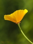 Kunstdruck oranger Goldmohn als Leinwandbild
