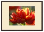 Echtholz-Bilderrahmen München mit Tulpenbild Blumenbild Rote Tulpe wie gemalt im Holzbilderrahmen München